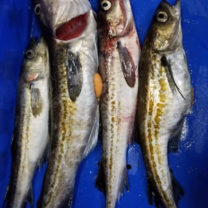 本日限定❗初❗冬場勝負魚❗スケトウタラ(メス)　4尾　三平汁❗　下処理します❗