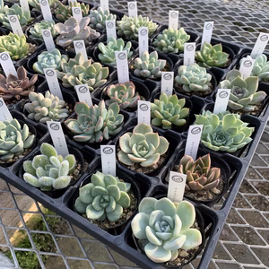 オハナ屋農園多肉植物　おまかせ40個セット（30品種以上）