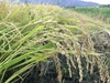 ◎自然栽培米（ササニシキ系）●玄米●　=未検査米=　1.5kg〜