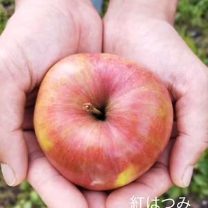 数量限定！早生りんご　「紅はつみ」家庭用　特別栽培