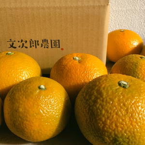 希少品種‼️小豆島産スイートスプリング 5kg