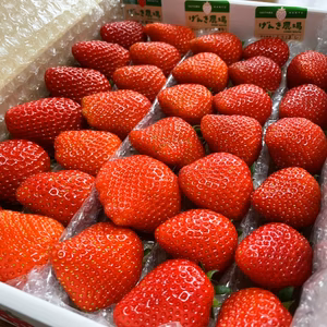 【完熟!いちご狩り気分セット】家で食べ比べ♪ 埼玉県羽生市産