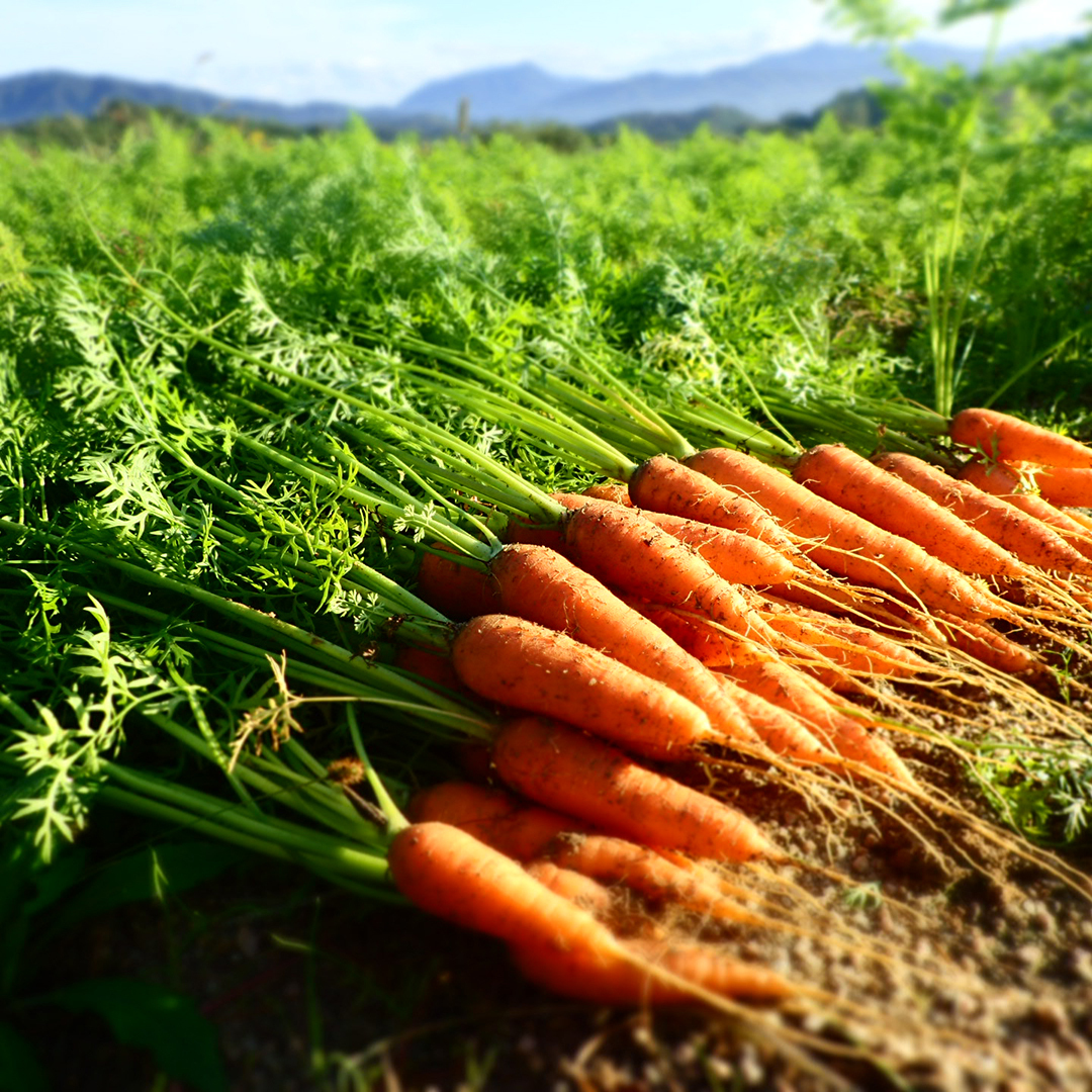 採って出し 葉付き根菜 すぐ食べてくれる人限定 農家漁師から産地直送の通販 ポケットマルシェ