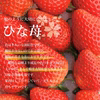 いちご農家のおすすめ旬いちごプレミアムパック3L×2パック