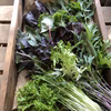 やまもりサラダ野菜〜無農薬、化学肥料なし〜