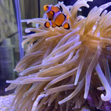 やまひろ