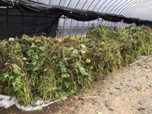 14956652_1360573707294205_6361479177254510511_n