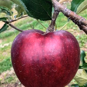 訳あり 秋映  小玉 約2.8ｋｇ