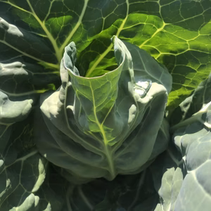 グリーンボール☆12個ぐらい★120㎝サイズ満杯