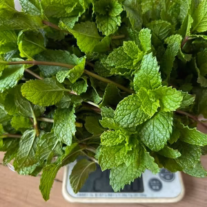 ギンカーオ様専用　パクチーとミント