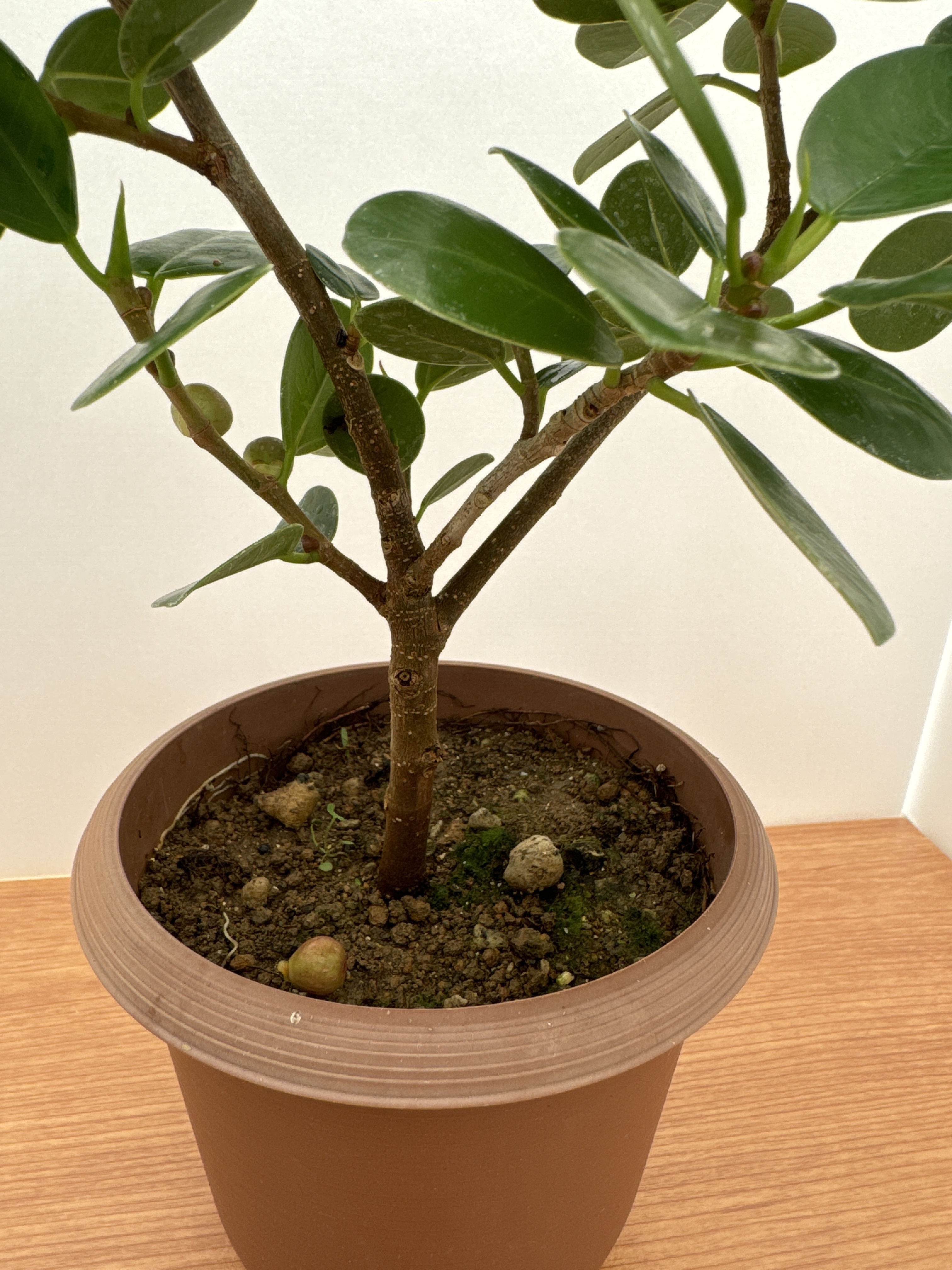 パンダガジュマル｜観葉植物の商品詳細｜ポケットマルシェ｜産地