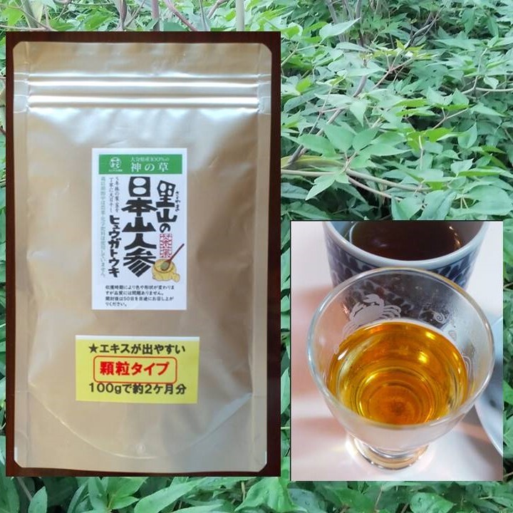 日本山人参（ヒュウガトウキ）（顆粒タイプ）お茶だし専用、 農薬化学