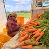 【送料無料】にんじん｜沖縄県読谷村