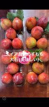 すももの初物　大石、美味しいです。贈りや手土産に最適！！
