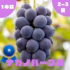 【秀】ナガノパープル・1.0kg・2~3房