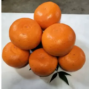 大玉''せとか" 〜酸味と甘み溢れる柑橘界の大トロ〜箱込３キロ