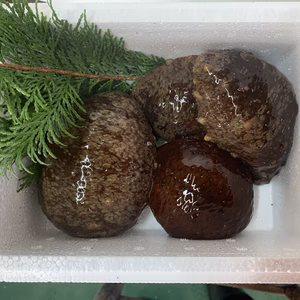 的矢湾産　赤ナマコ　1キロ