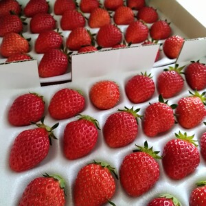 限定販売！ケーキやいちご大福に♥️完熟❤️朝摘み❤️こだわりとちおとめ❤️