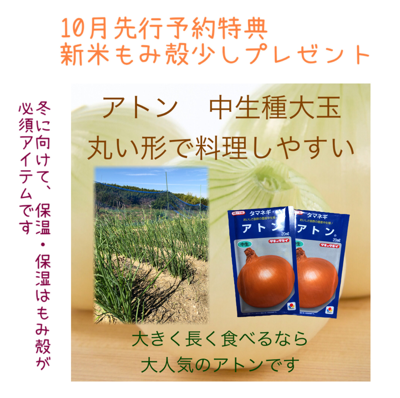 特典あり 大玉 たまねぎ苗 アトン】200本 ジューシーで美味しい 200本｜野菜の商品詳細｜ポケットマルシェ｜産直(産地直送)通販 -  旬の果物・野菜・魚介をお取り寄せ