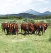 【幻の赤べこ】北の里自然牛　赤身スライス