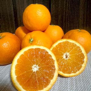 熊本県産 ブラッドオレンジ〈タロッコ〉
