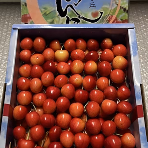 <贈答用>さくらんぼ【大将錦】１ｋｇ