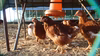 【平飼い自然卵】おぶせのたまご（定期購入：月１回発送）＜クール便＞
