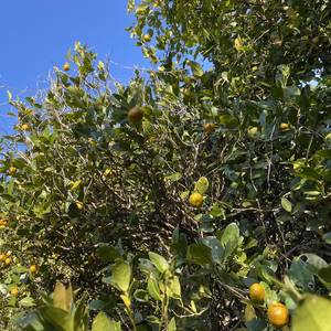 フルーツシークヮーサー（黄色）　1kg