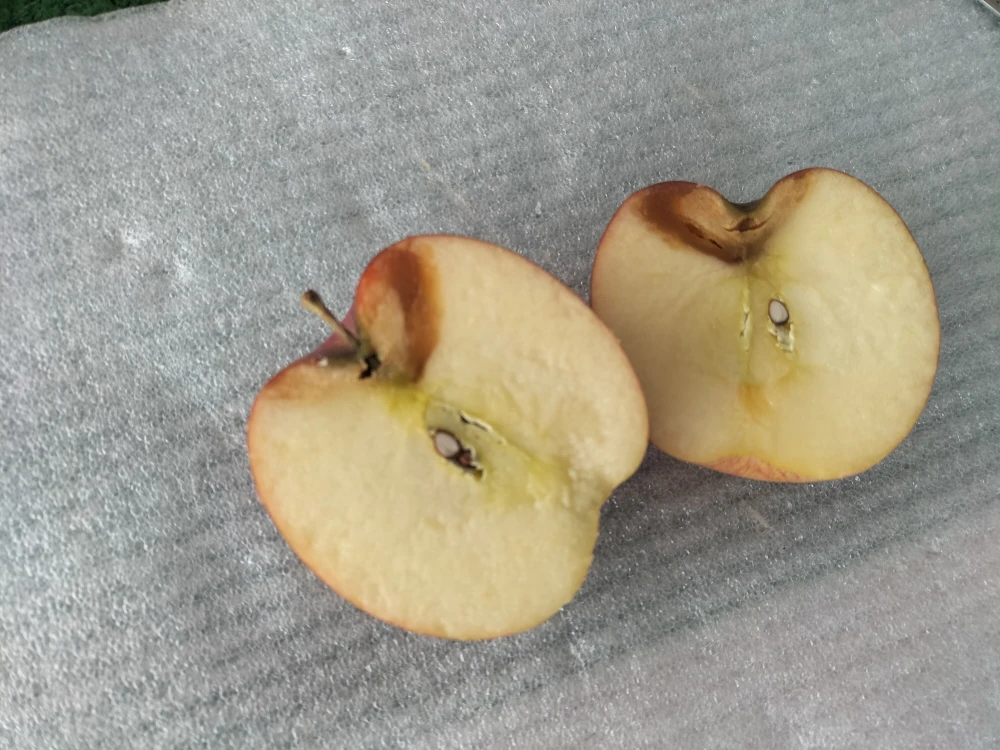 オーガニックりんご（Organic Apple）サンふじ【訳あり加工用】