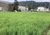 ミロク環境白米.(農薬・化学肥料等使用ゼロ)