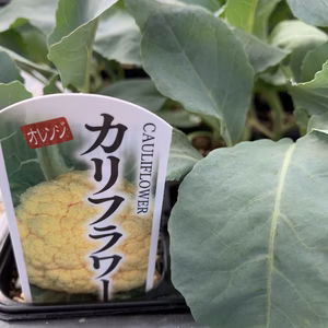 【秋野菜苗】キャベツ・ブロッコリー・レタス・カリフラワー 