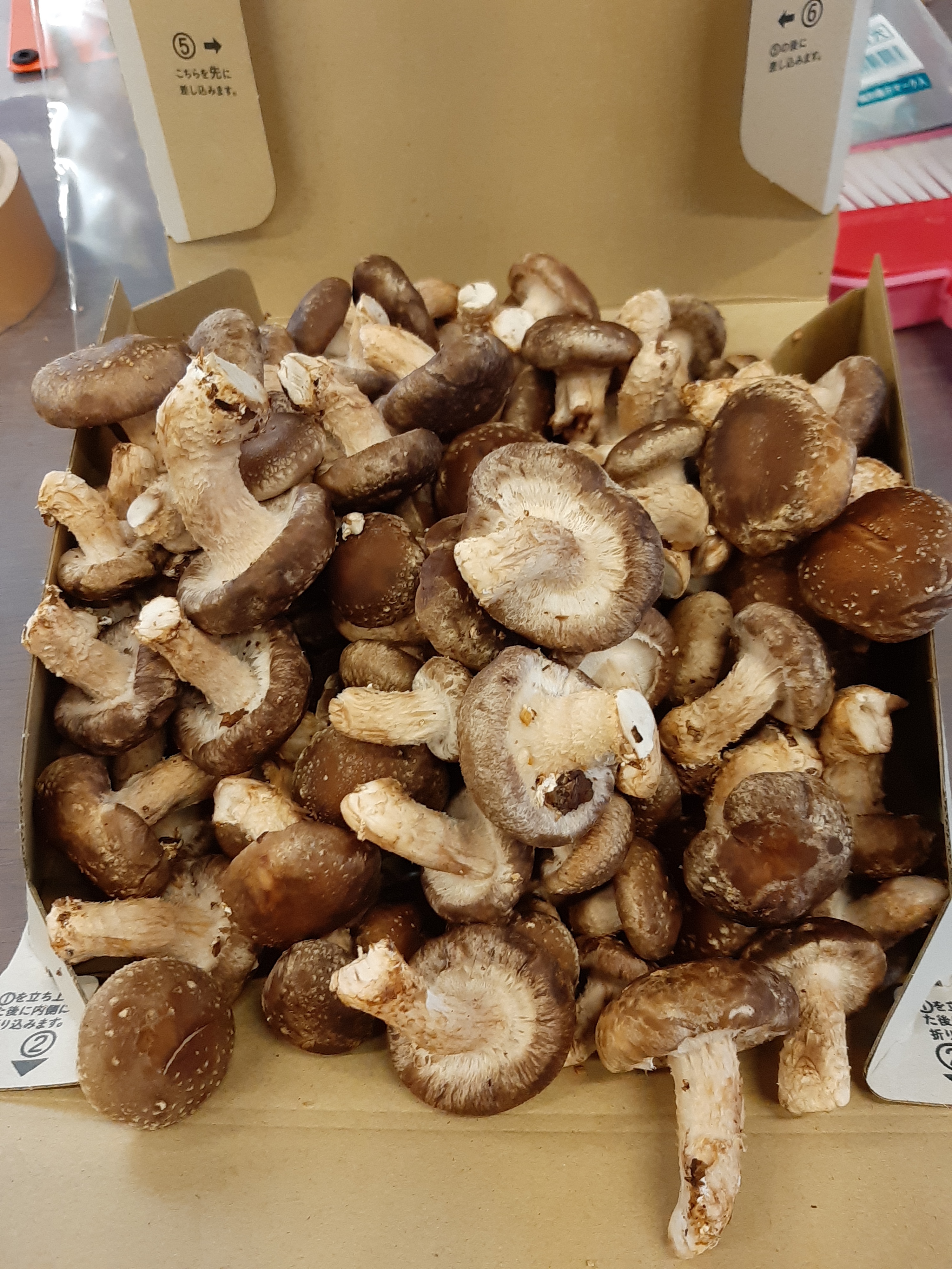 クール便 訳アリ規格外 椎茸の子供 菌床西軽井沢産 農薬不使用 冷凍可能 農家漁師から産地直送の通販 ポケットマルシェ