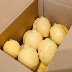 岩城島レモン（栽培期間中農薬・化学肥料不使用)