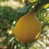 自然の中でのびのび育った山レモン1kg/ノーワックス、農薬:栽培期間中不使用