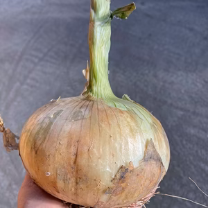 淡路島産極早生　新玉ねぎ　大玉2０ｋg(沖縄、北海道、離島地区以外）一律送料