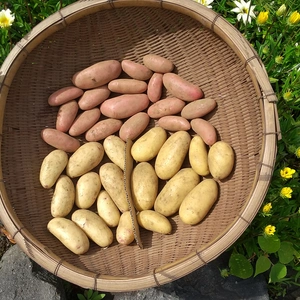 【農薬不使用】新ジャガイモ ３種セット ３キロ