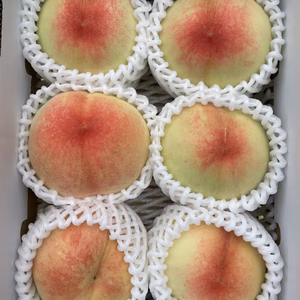 岡山県産　白桃　あかつき【ご自宅用】【訳アリ品】4〜7玉入り