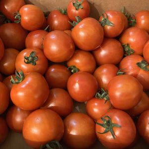 【送料無料‼️】訳ありファンゴッホ3kg