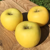 11月発送りんご 贈答用 シナノゴールド 約2kg5-8玉 復興支援