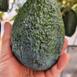 国産アボカド(リンダ)大玉1個