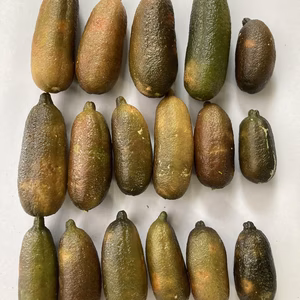 南からの贈り物フィンガーライム２００ｇ