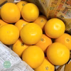 ＊期間・数量限定＊特別栽培グレープフルーツ・さがんルビー