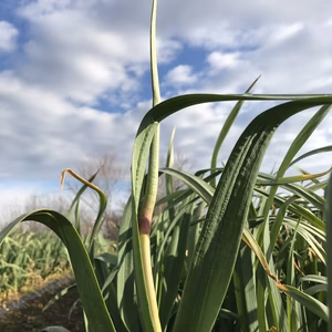 おんぷ様専用　シャキシャキにんにくの芽