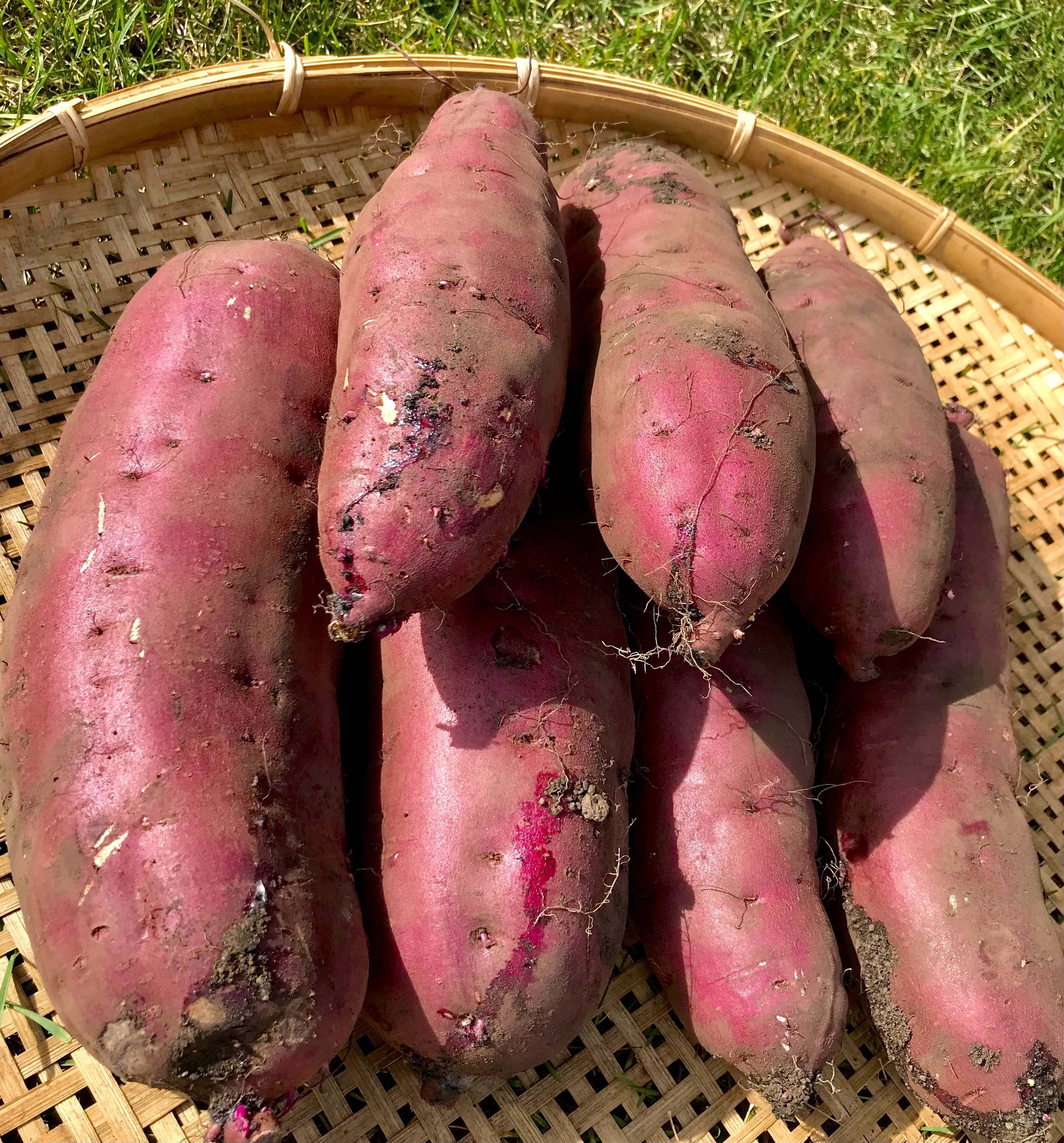 さつまいも さつま芋 農薬不使用 農家 化学肥料不使用 自然栽培 美味しけれ