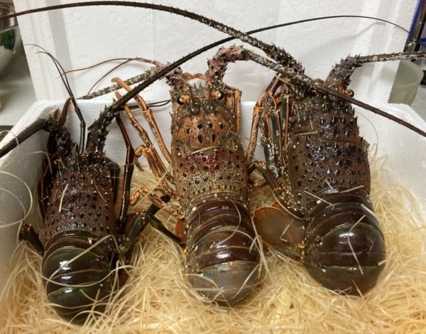 ポケットマルシェ 旬の食べものを農家 漁師から産地直送で通販 取り寄せ