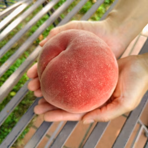 【期間限定！】人気のかたいもも！〖なつっこ〗2.3.5kg箱