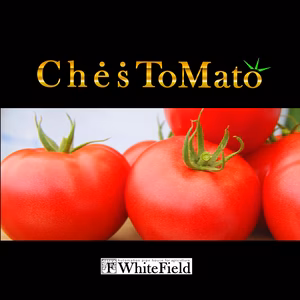 横浜産朝どれトマト、川崎宗則ブランド「チェストマト」B品