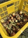 地元でじわじわ人気です 玉葱