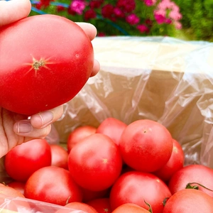 【加工用完熟トマト】たっぷり2キロ程