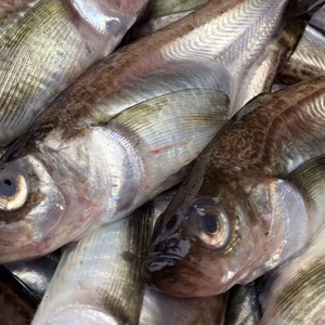 秋田県産 季節ハタハタ